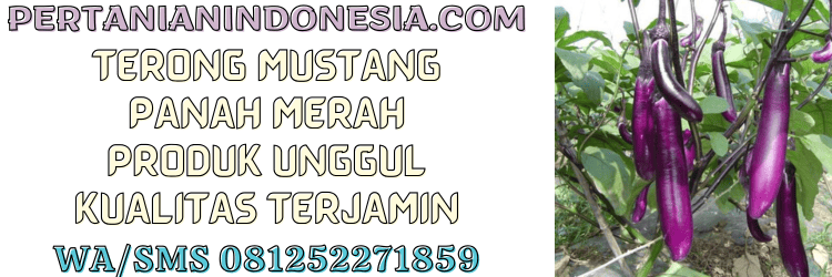 terong,mustang,f1,mustang f1,panah merah,cap panah merah,pertanian indonesia